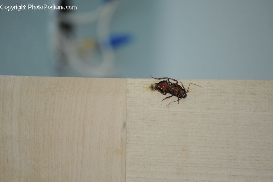 Cockroach, Insect, Invertebrate