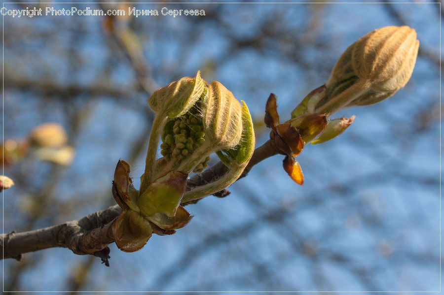 Bud, Plant, Blossom, Flora, Flower, Conifer, Fir
