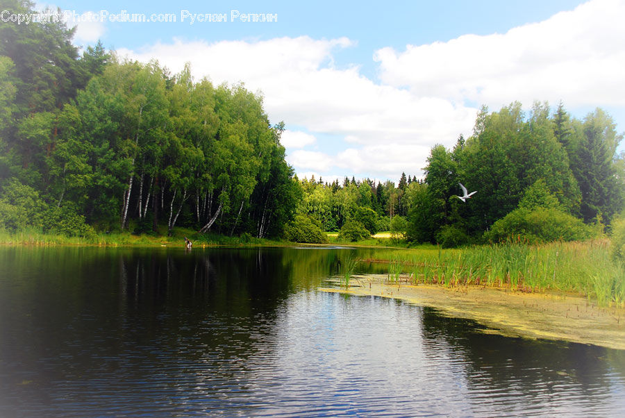 Outdoors, Pond, Water, Canal, River, Conifer, Fir