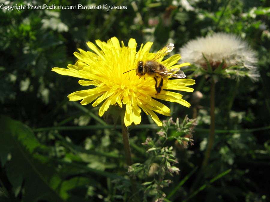 Dandelion, Flower, Plant, Bee, Insect, Invertebrate, Asteraceae