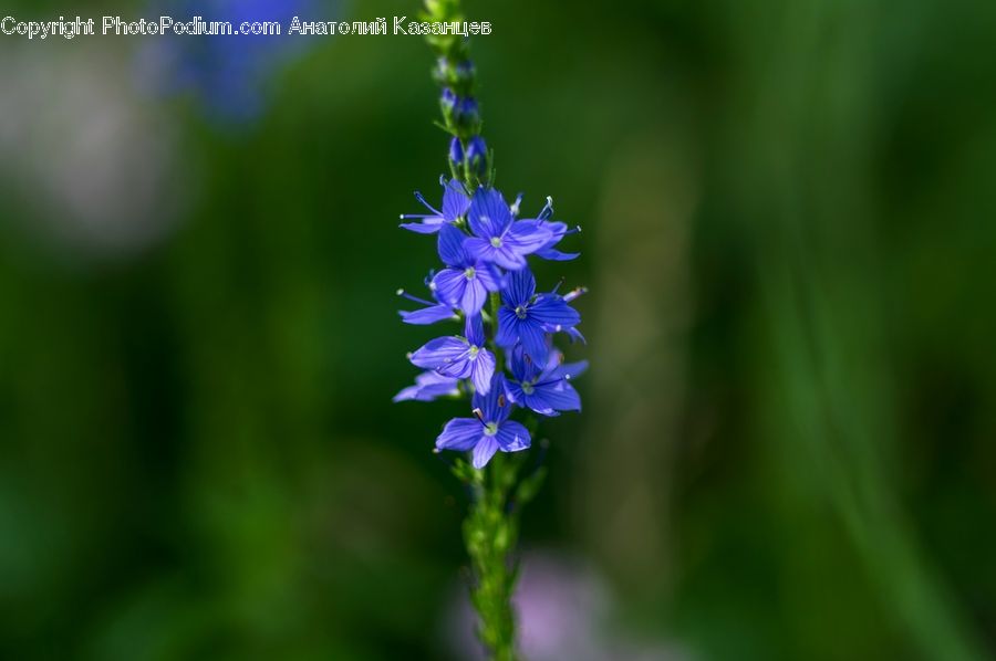 Blossom, Flora, Flower, Geranium, Plant, Iris, Lupin