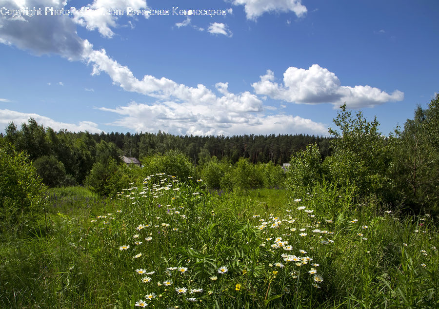 Field, Grass, Grassland, Land, Outdoors, Meadow, Pasture
