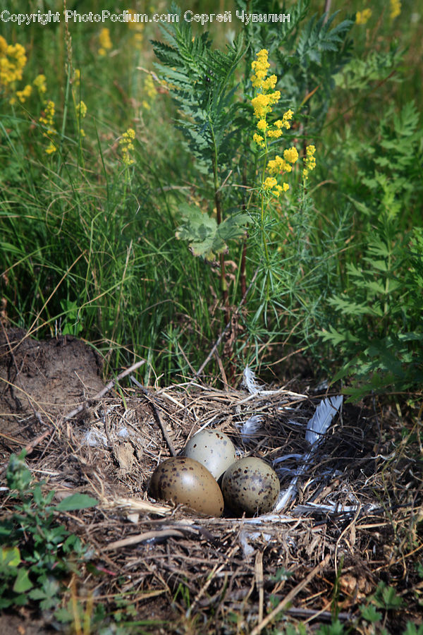 Bird Nest, Nest, Plant, Weed, Ardeidae, Bird, Herbal