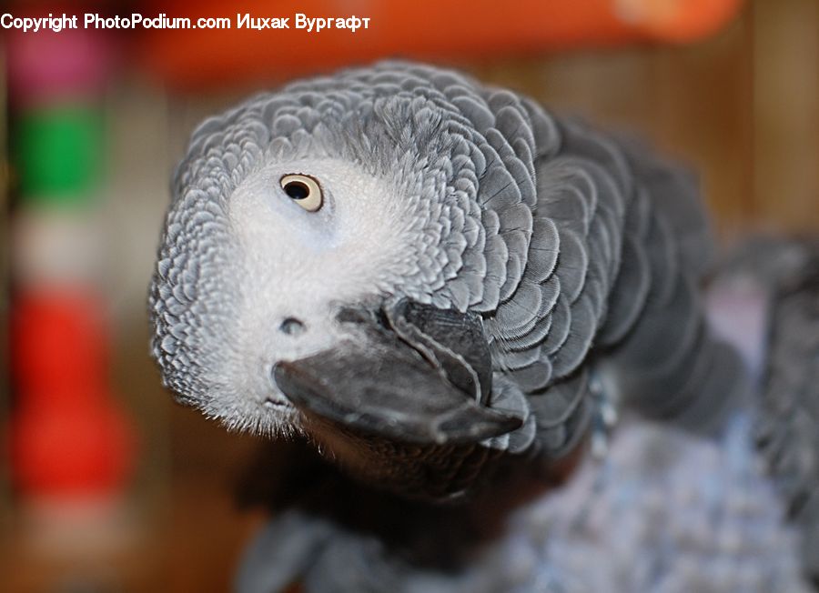 African Grey Parrot, Bird, Parrot