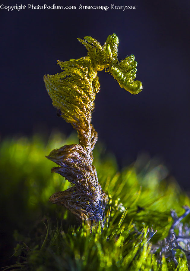 Mammal, Sea Life, Seahorse, Conifer, Fir, Plant, Tree