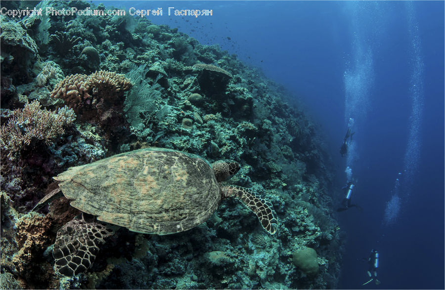 Coral Reef, Outdoors, Reef, Sea, Sea Life, Water, Alcyonacea