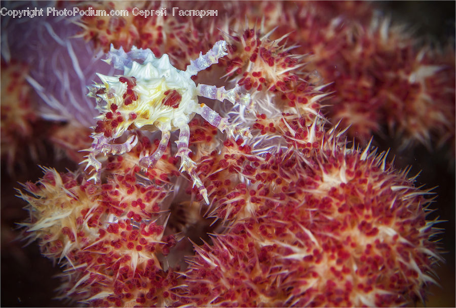 Coral Reef, Outdoors, Reef, Sea, Sea Life, Water, Plant