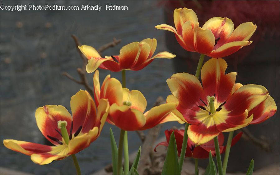 Blossom, Flora, Flower, Plant, Tulip, Gladiolus, Lily