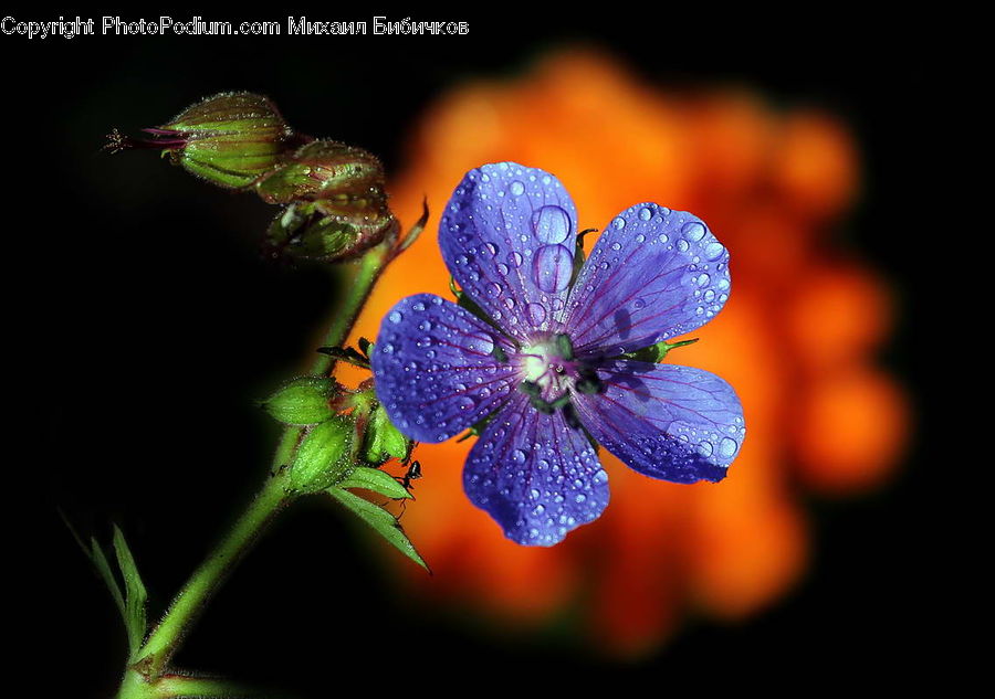 Blossom, Flora, Flower, Geranium, Plant, Pollen, Petal