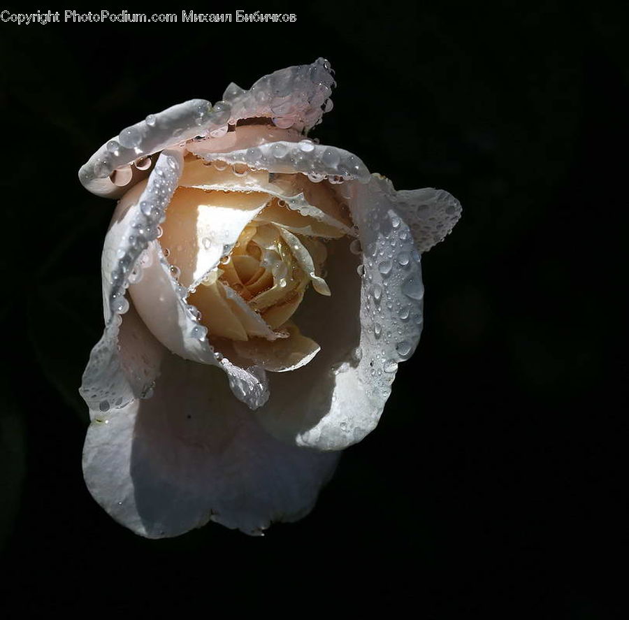 Crystal, Blossom, Flower, Plant, Rose, Flower Arrangement, Flower Bouquet