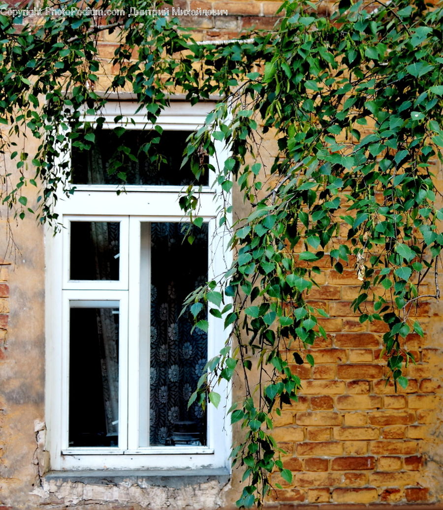 Ivy, Plant, Vine, Brick, Entertainment Center