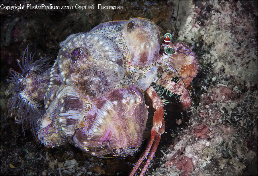 Crab, Invertebrate, Sea Life, Seafood