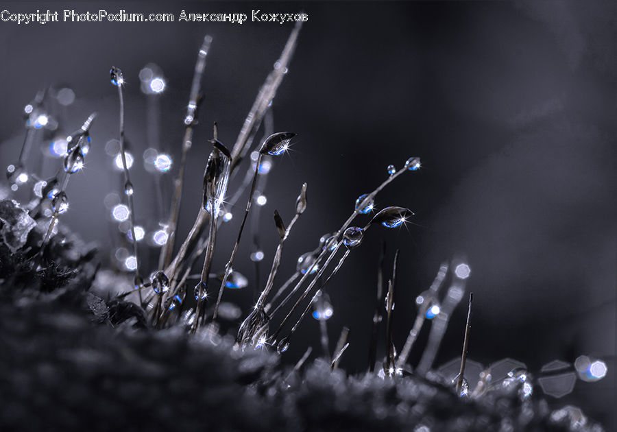 Droplet, Field, Grass, Grassland, Plant, Water, Blossom