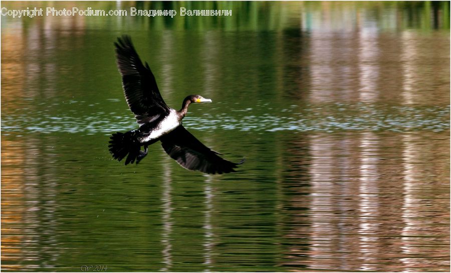 Bird, Cormorant, Waterfowl