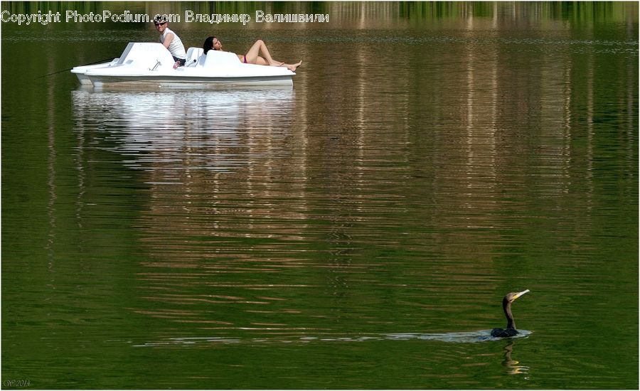 Boat, Dinghy, Bird, Duck, Teal, Waterfowl, Yacht