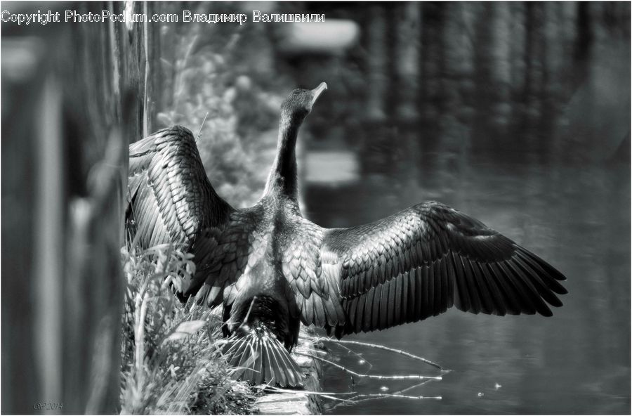 Anhinga, Bird, Cormorant, Waterfowl