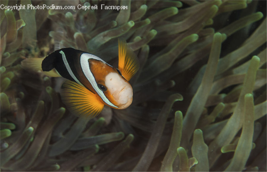 Invertebrate, Sea Anemone, Sea Life, Fish, Coral Reef, Outdoors, Reef