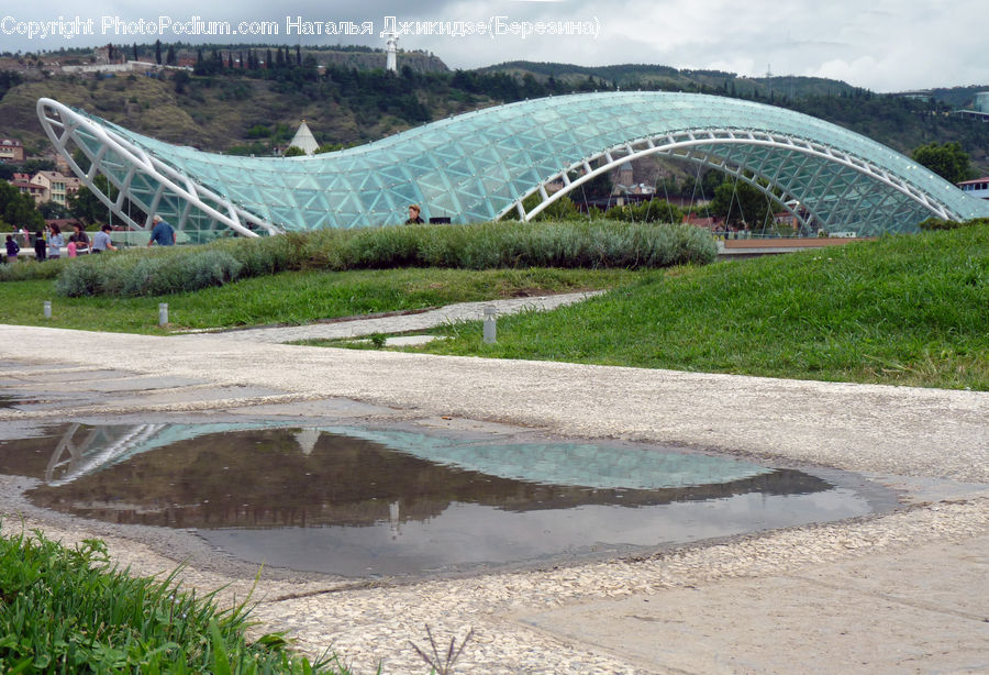 Puddle, Plant, Vegetation, Herbal, Herbs, Planter, Park
