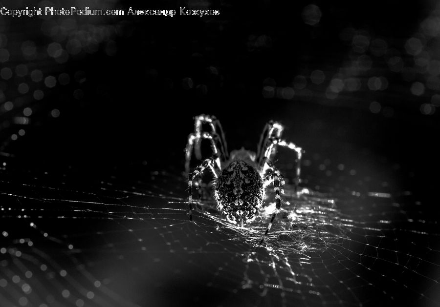Arachnid, Garden Spider, Insect, Invertebrate, Spider, Water, Night