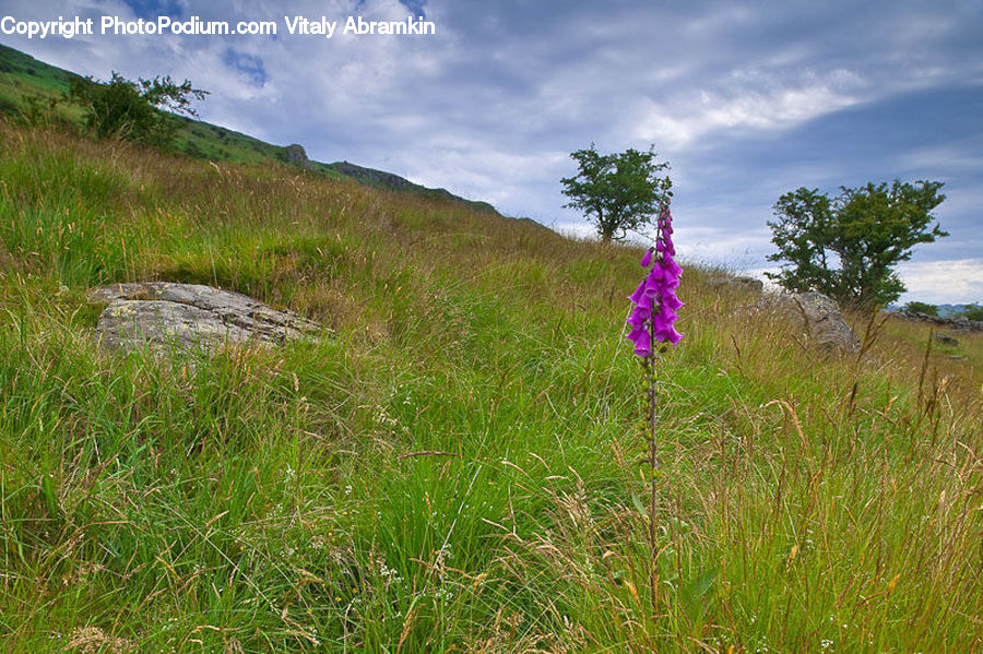 Field, Grass, Grassland, Land, Outdoors, Flora, Flower