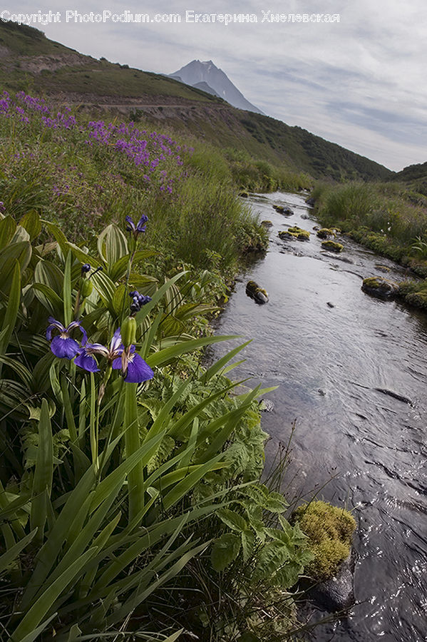 Flora, Flower, Iris, Plant, Blossom, Crocus, Vegetation
