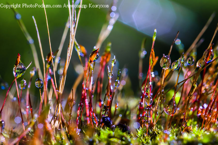 Field, Grass, Grassland, Plant, Moss, Flora, Pollen