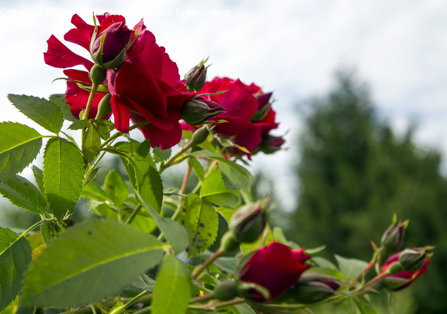 Bud, Plant, Blossom, Flower, Rose, Flower Arrangement, Flower Bouquet