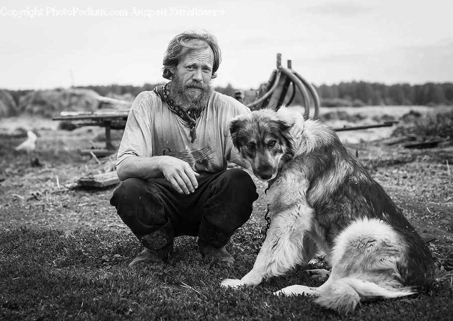 People, Person, Human, Animal, Canine, Collie, Dog
