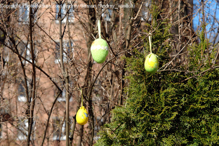 Ball, Sphere, Citrus Fruit, Fruit, Pomelo, Grapefruit, Quince