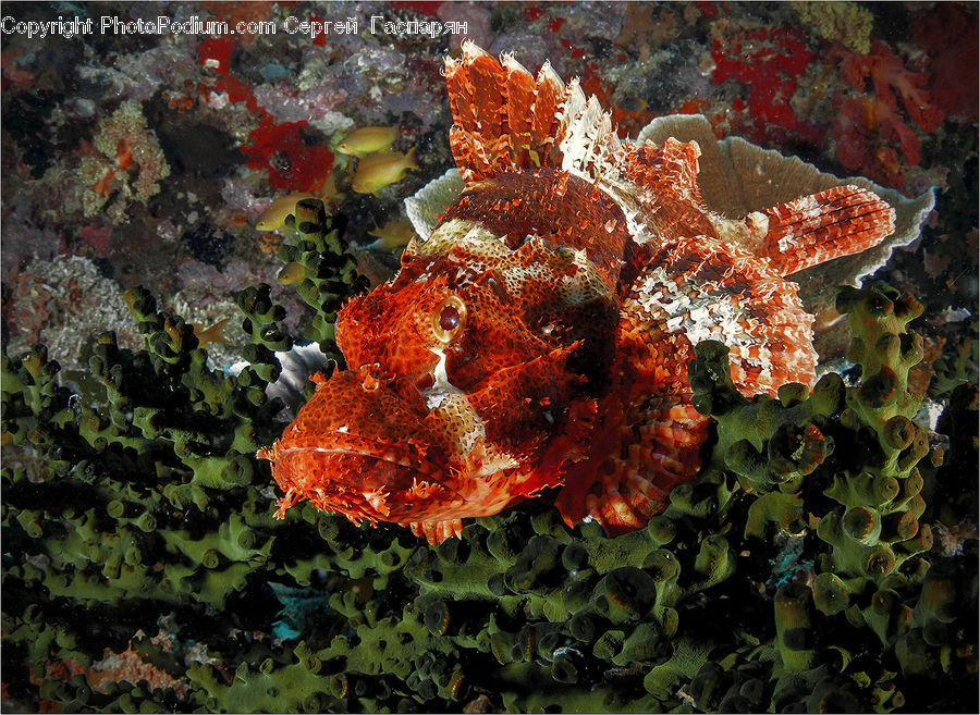 Coral Reef, Outdoors, Reef, Sea, Sea Life, Water, Algae