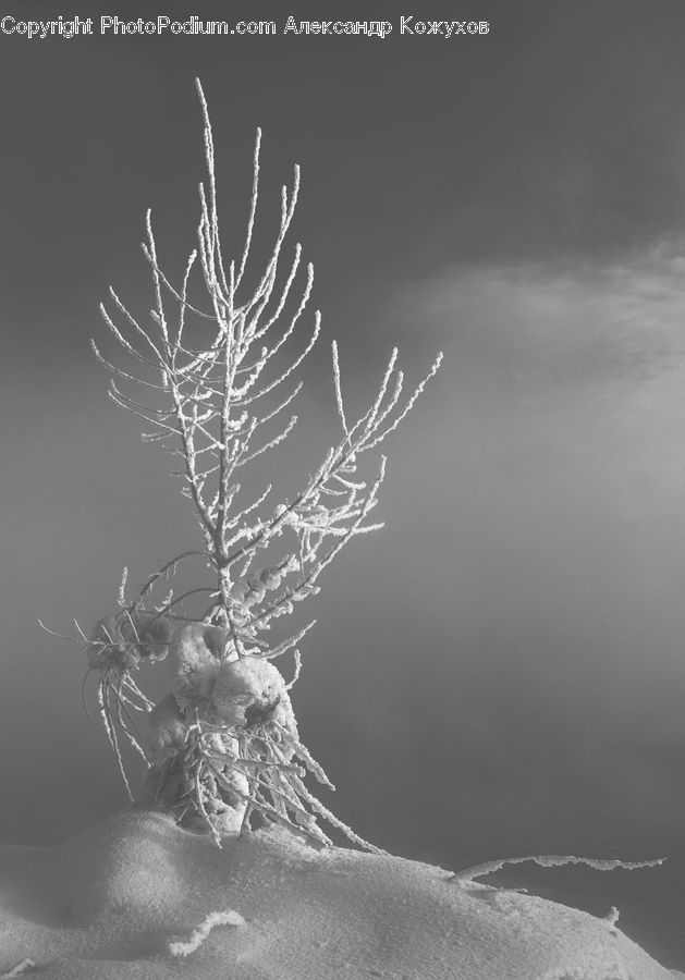 Frost, Ice, Outdoors, Snow, Conifer, Fir, Plant