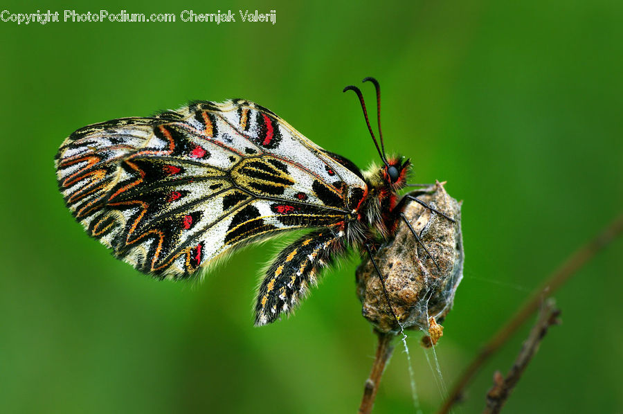 Butterfly, Insect, Invertebrate, Arachnid, Garden Spider, Spider, Asilidae