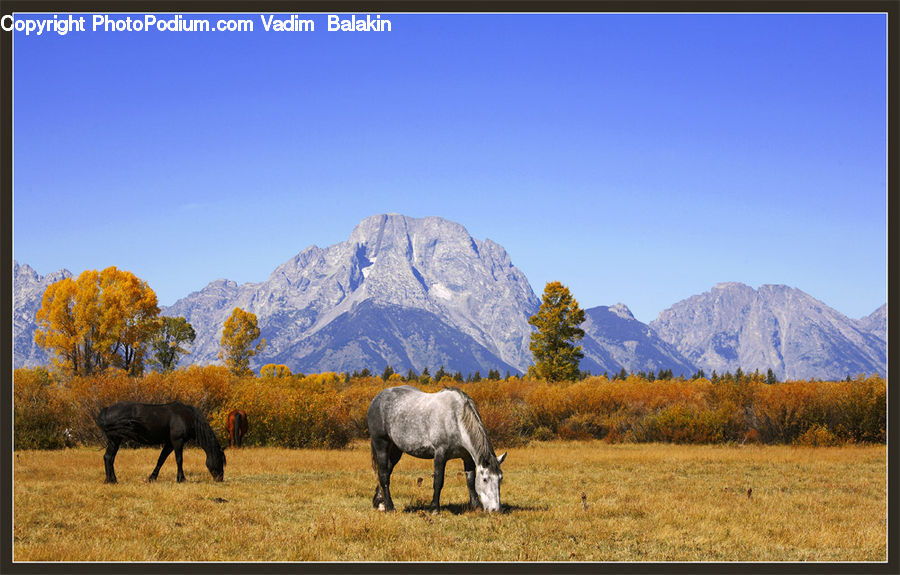 Countryside, Grassland, Grazing, Outdoors, Pasture, Ranch, Field