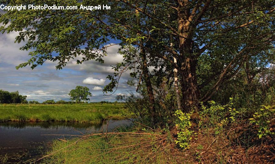 Outdoors, Pond, Water, Field, Grass, Grassland, Plant