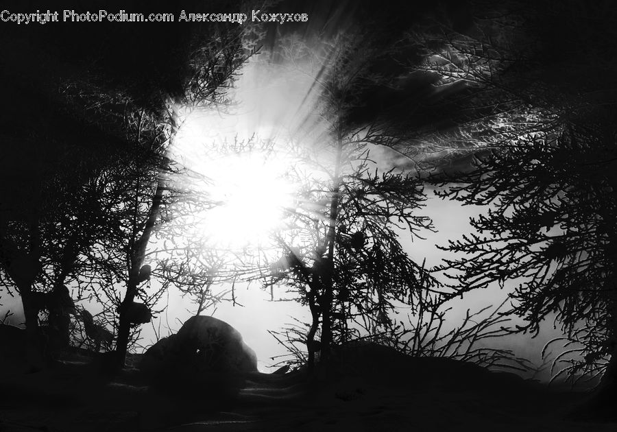 Flare, Light, Sunlight, Silhouette, Plant, Tree, Forest