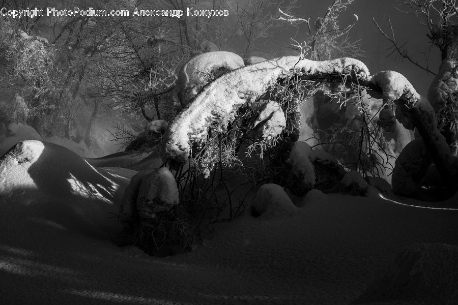 Ice, Outdoors, Snow, Rock, Plant, Tree, Asleep