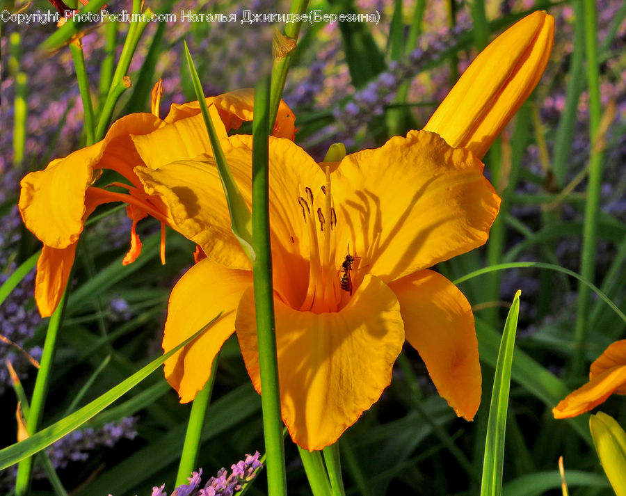 Flora, Flower, Lily, Plant, Gladiolus, Blossom, Crocus