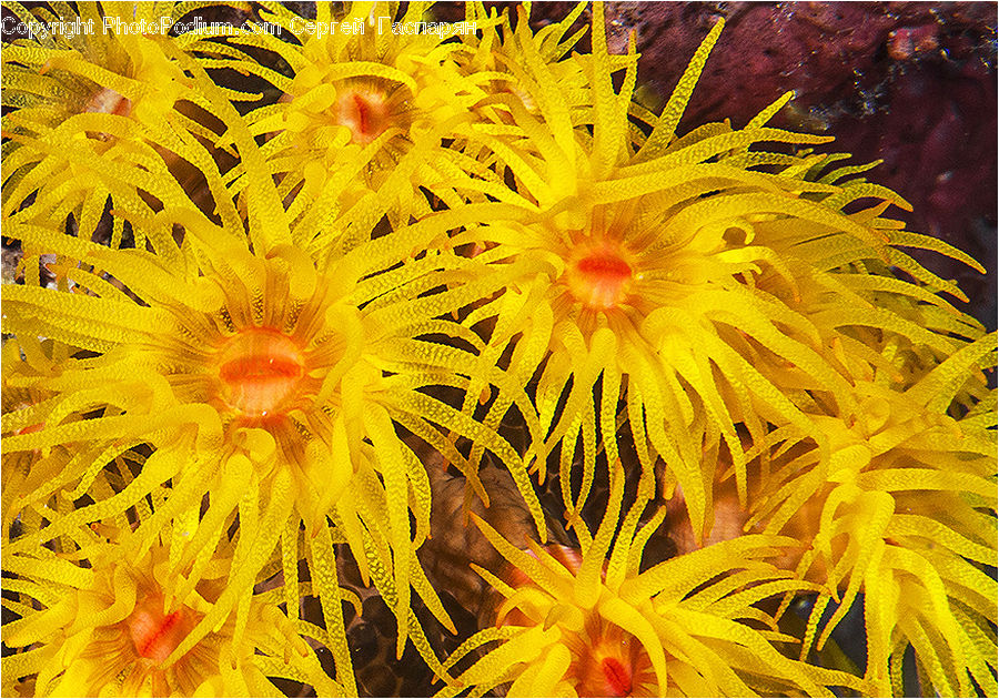 Plant, Blossom, Flora, Flower, Asteraceae, Dahlia, Petal