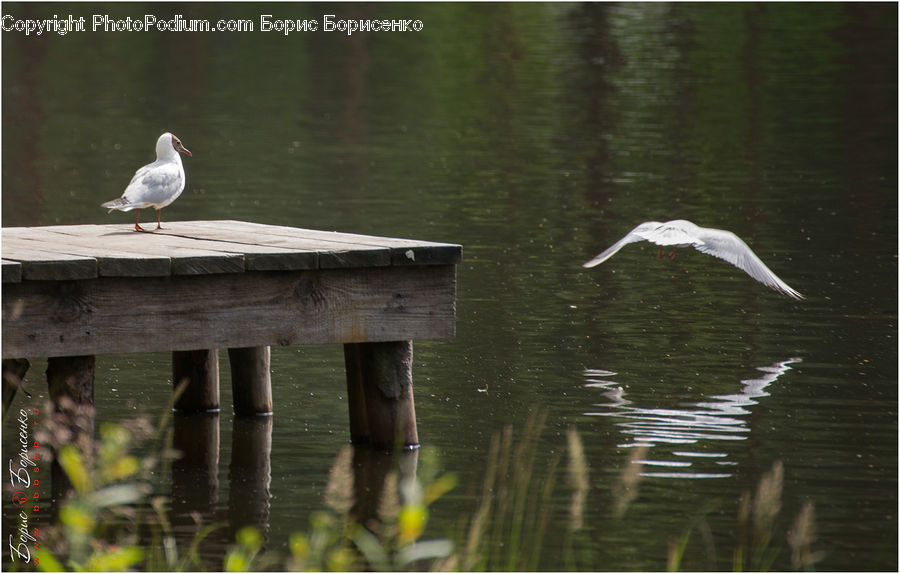 Bird, Seagull, Ardeidae, Crane Bird, Heron, Water, Waterfowl