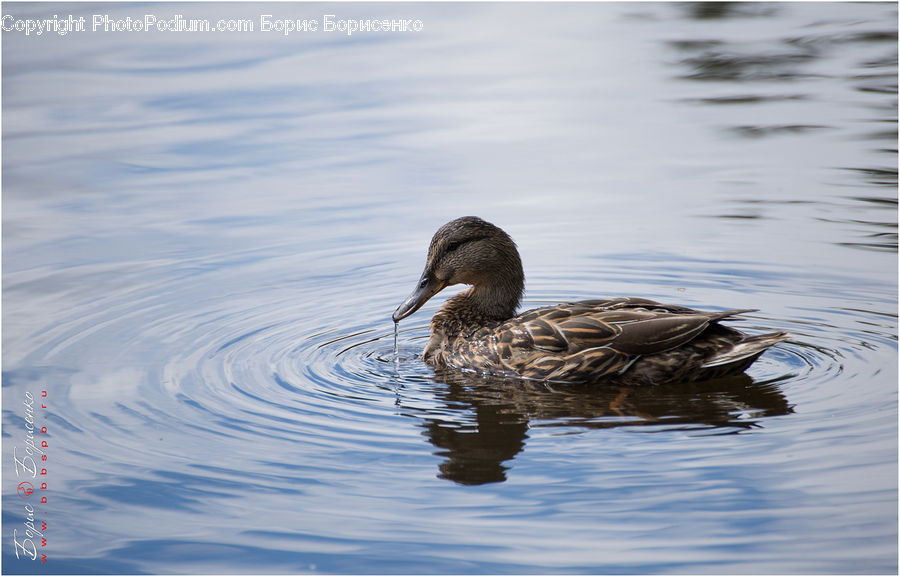 Bird, Waterfowl, Duck, Teal, Goose