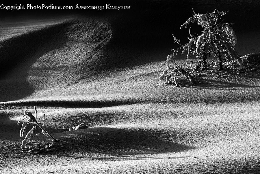 Outdoors, Sand, Soil, Bench, Conifer, Fir, Plant