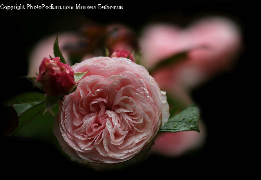 Blossom, Flower, Plant, Rose, Carnation, Flora, Tulip