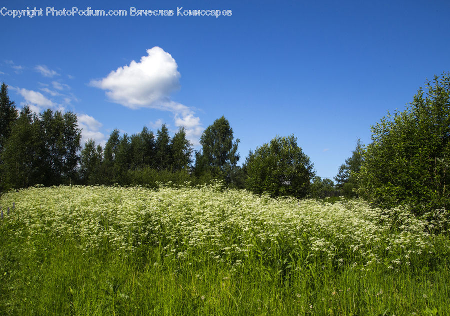 Field, Grass, Grassland, Meadow, Outdoors, Pasture, Land