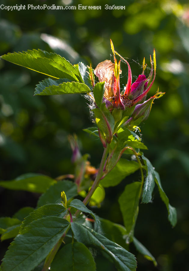 Bud, Plant, Blossom, Flora, Flower, Asteraceae, Vegetation
