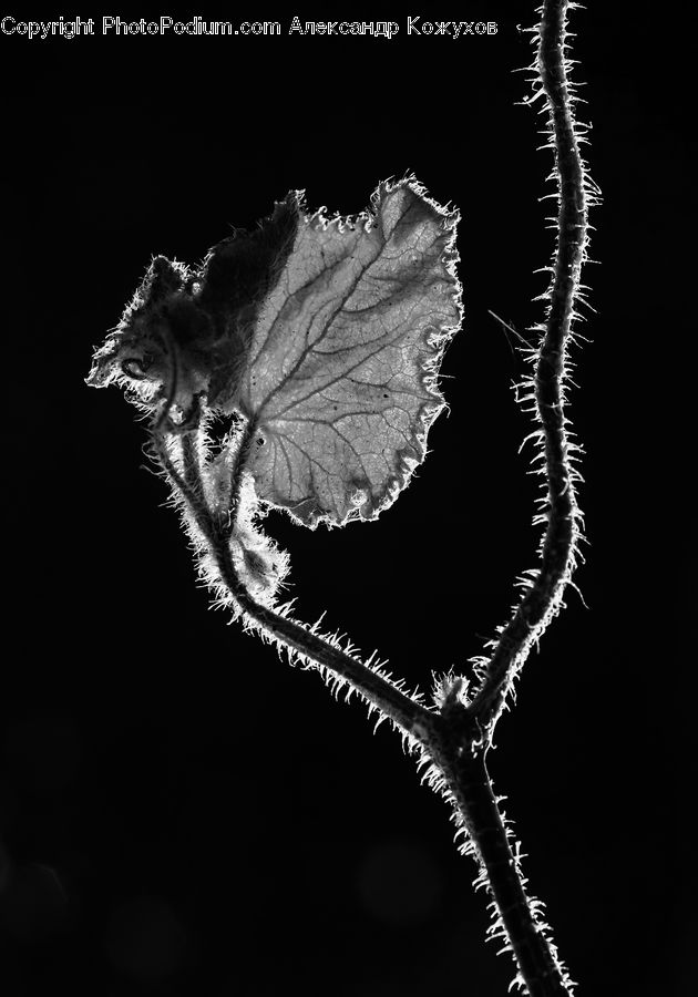 Fern, Plant, Leaf