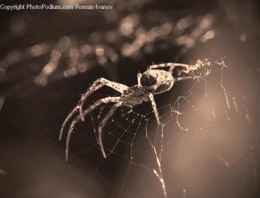 Arachnid, Garden Spider, Insect, Invertebrate, Spider, Cloud, Cumulus
