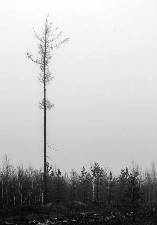 Forest, Vegetation, Conifer, Fir, Plant, Tree, Pine