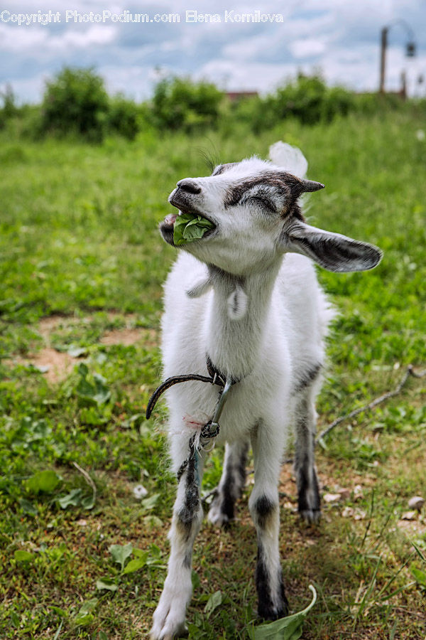 Animal, Goat, Mammal, Mountain Goat