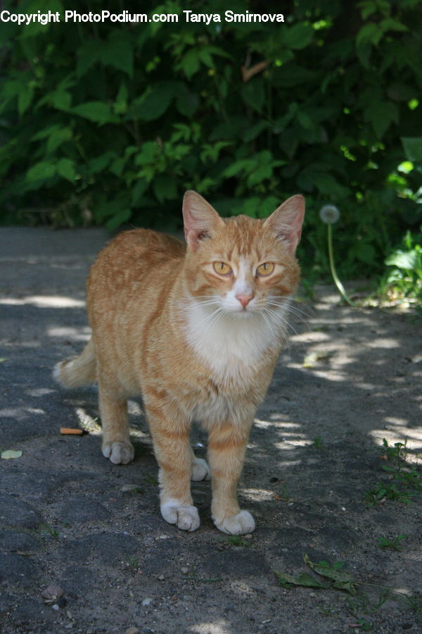 Animal, Cat, Mammal, Manx, Pet, Kitten, Abyssinian