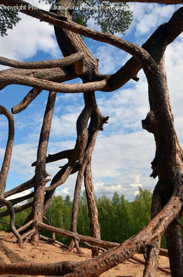 Rust, Plant, Tree, Oak, Wood, Conifer, Fir